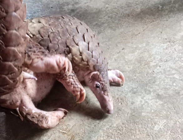 Trenggiling (Manis javanica) yang ditangkap di wilayah Kecamatan Badiri, Jumat (10/1). Foto: Istimewa