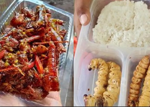 Menu MBG Serangga