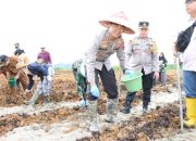 AKBP Wahyu Endrajaya Tanam Jagung Perdana, Target 7 Hektare