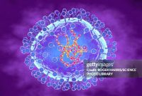 Ilustrasi virus HMPV. Foto: Getty Images 