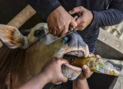 Cegah Penyakit PMK, Kementan Minta Pemda Tutup Pasar Hewan 14 Hari