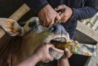 Peternak memberikan minuman jamu tradisional kepada sapi peliharaan di Peternakan Berkah Super Pedet (BSP) Farm, Desa Ciharalang, Kabupaten Ciamis, Jawa Barat. Foto: Antara