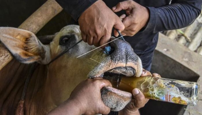 Cegah Penyakit PMK, Kementan Minta Pemda Tutup Pasar Hewan 14 Hari