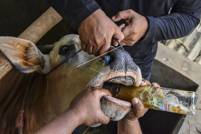 Peternak memberikan minuman jamu tradisional kepada sapi peliharaan di Peternakan Berkah Super Pedet (BSP) Farm, Desa Ciharalang, Kabupaten Ciamis, Jawa Barat. Foto: Antara