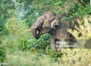 Gajah Sumatra Ditemukan Mati di Kawasan Kebun Sawit PT Rapala