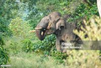 Gajah sumatera memakan daun pohon hijau di hutan. Foto: iStock