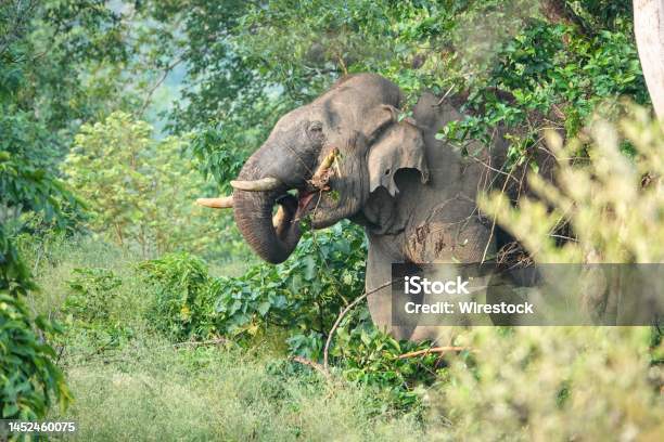 Gajah sumatera memakan daun pohon hijau di hutan. Foto: iStock