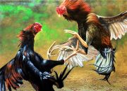 Polisi Gerebek Rumah Anggota DPRD Asahan Terkait Judi Sabung Ayam