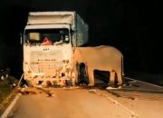 Viral, Kesetiaan Tanpa Suara: Tangis Sunyi Induk Gajah Menanti Anaknya yang Tewas Tertabrak Truk