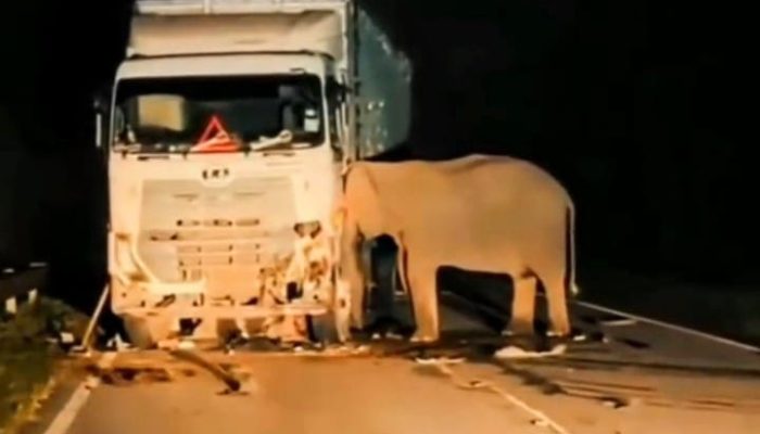 Viral, Kesetiaan Tanpa Suara: Tangis Sunyi Induk Gajah Menanti Anaknya yang Tewas Tertabrak Truk