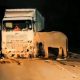 Gajah Tertabrak Truk