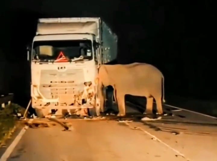 Potongan video memperlihatkan sang induk gajah berdiri tak bergeming di samping tubuh anaknya yang tergeletak di bawah truk. Foto: Tangkapan layar video