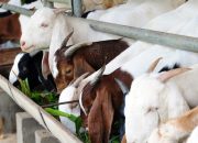 7 Keutamaan Berkurban di Hari Raya Idul Adha: Ibadah Sosial Penuh Makna