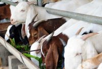 Umat Islam dianjurkan untuk berkurban saat Idul Adha dengan hewan yang sesuai syariat, salah satunya kambing.