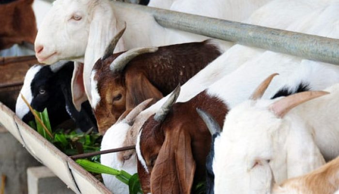 7 Keutamaan Berkurban di Hari Raya Idul Adha: Ibadah Sosial Penuh Makna