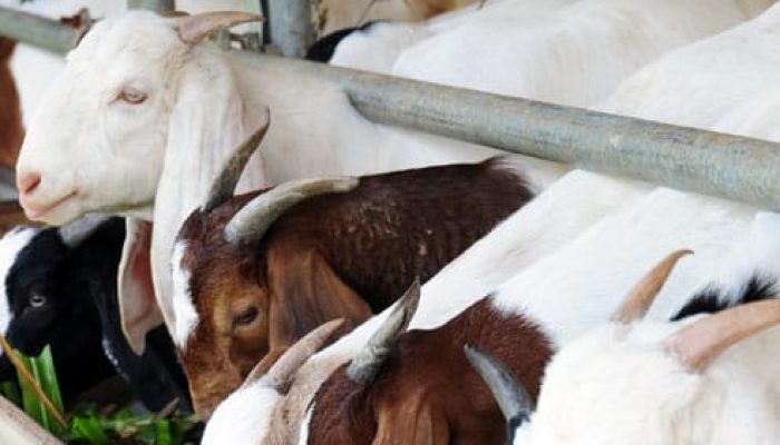 7 Keutamaan Berkurban di Hari Raya Idul Adha: Ibadah Sosial Penuh Makna