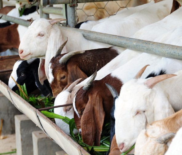 Umat Islam dianjurkan untuk berkurban saat Idul Adha dengan hewan yang sesuai syariat, salah satunya kambing.
