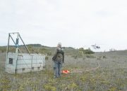 Harimau Betina “Senja” Kembali ke Alam Liar, PTAR Dukung Translokasi ke TNGL