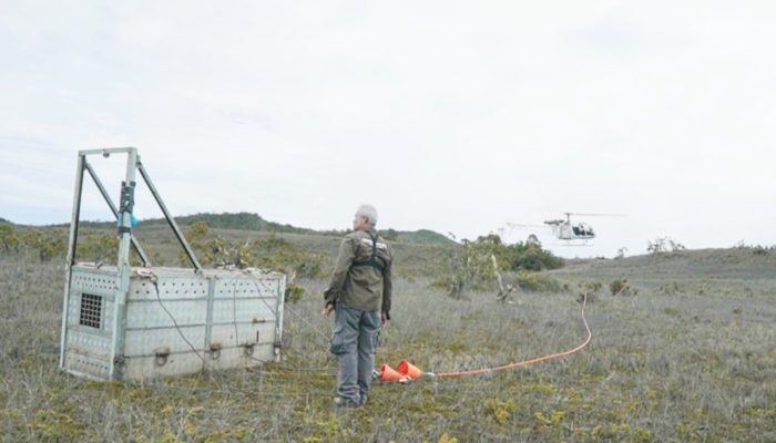 Harimau Betina “Senja” Kembali ke Alam Liar, PTAR Dukung Translokasi ke TNGL