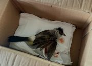 Delima Silalahi Diteror Usai Aksi Tolak TPL, Dikirimi Paket Bangkai Burung Berdarah