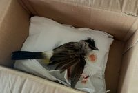 Aktivis lingkungan dan pejuang hak masyarakat adat, Delima Silalahi, menerima teror berupa paket misterius berisi bangkai burung dengan darah mengering. Foto: Dok. Pribadi