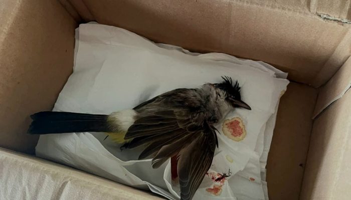 Delima Silalahi Diteror Usai Aksi Tolak TPL, Dikirimi Paket Bangkai Burung Berdarah