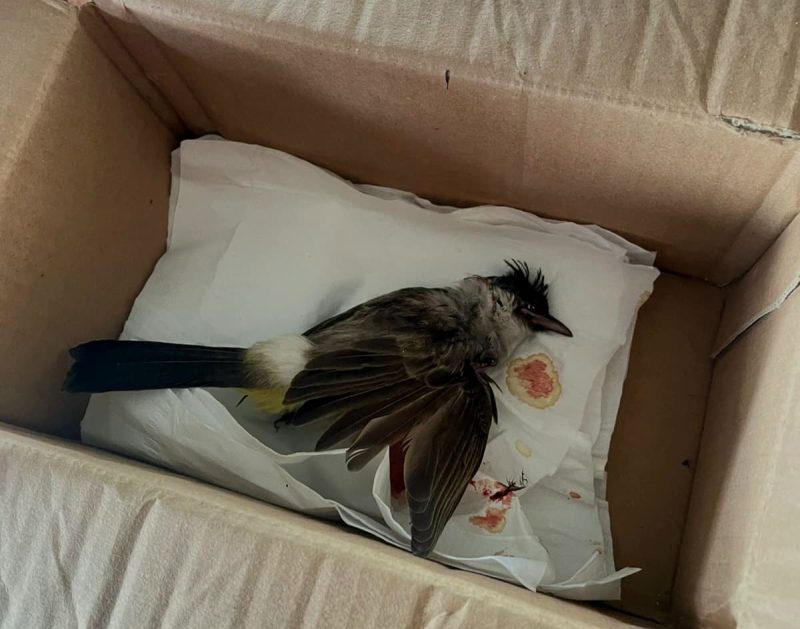 Aktivis lingkungan dan pejuang hak masyarakat adat, Delima Silalahi, menerima teror berupa paket misterius berisi bangkai burung dengan darah mengering. Foto: Dok. Pribadi