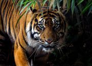 Petani di Sidempuan Nyaris Diterkam Harimau Sumatera: Aumannya Seperti Diloudspeakerkan di Telinga Saya