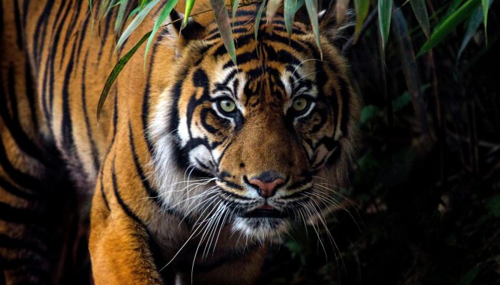 Petani di Sidempuan Nyaris Diterkam Harimau Sumatera: Aumannya Seperti Diloudspeakerkan di Telinga Saya