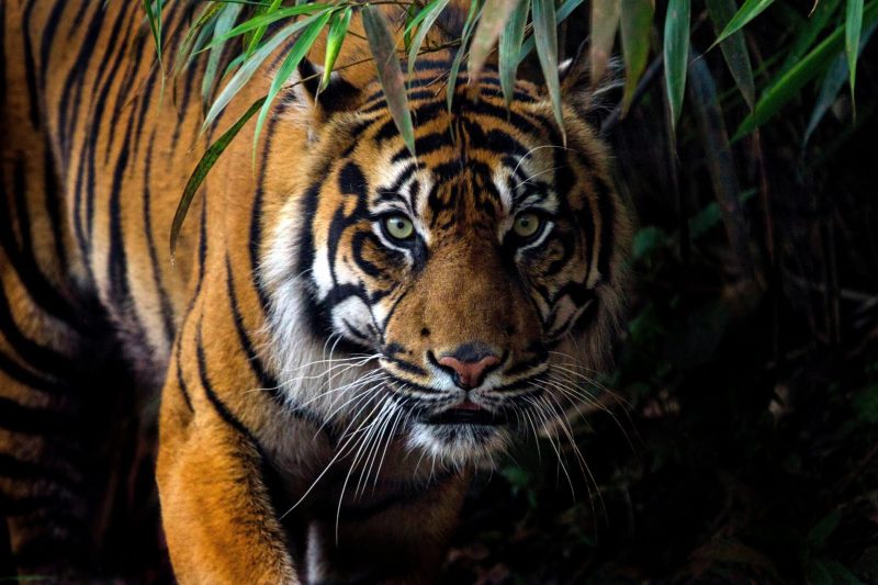 Harimau Sumatera. Foto: Rekoforest.org 