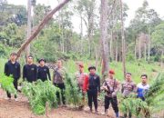 Polres Madina Temukan 6 Hektare Ladang Ganja di Tor Sihite, Langsung Dimusnahkan
