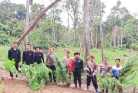 Polres Madina memusnahkan enam hektar ladang ganja di kawasan perbukitan Tor Sihite, Desa Rao Rao Dolok, Kecamatan Tambangan wilayah itu, Rabu (25/6/2025). Foto: Humas Polres Madina