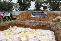 Balai Besar Karantina Hewan dan Tumbuhan Provinsi Sumatera bersama pemangku kepentingan lainnya memusnahkan mangga di Medan, Sumut, Kamis (26/6/2025). Foto: Balai Karantina Sumut