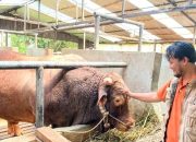 5 Hewan Kurban Terberat di Indonesia pada Idul Adha 2025