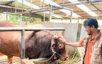 Hewan Kurban Terberat