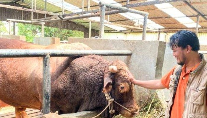 5 Hewan Kurban Terberat di Indonesia pada Idul Adha 2025