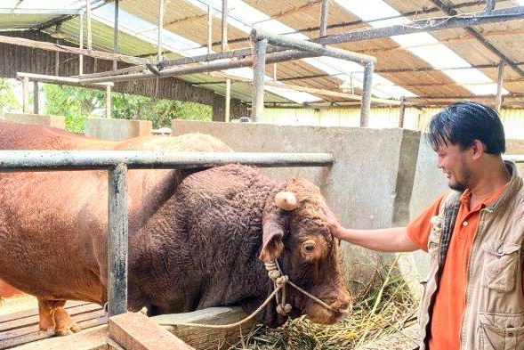 Hewan kurban Presiden Prabowo bernama 'Tatang' 