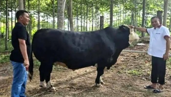 Presiden Prabowo Sumbang Sapi Kurban Berbobot 1 Ton kepada Warga Pulau Simeulue