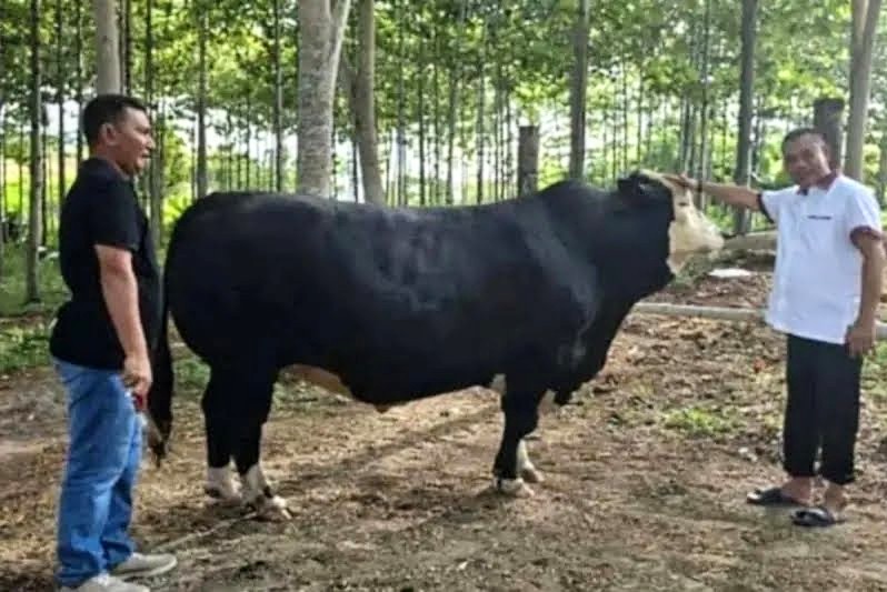 Presiden Prabowo sumbang sapi hampir satu ton untuk warga Simeulue. Foto: Antara