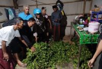 Barang bukti cabai hasil curian diamankan Satreskrim Polres Situbondo, Jawa Timur.