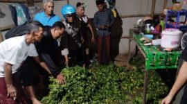 Barang bukti cabai hasil curian diamankan Satreskrim Polres Situbondo, Jawa Timur.