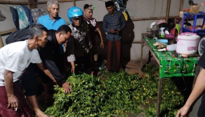 3 Pemuda Pencuri Cabai di Situbondo Ditangkap, Beraksi Gunakan Sepeda Listrik, Lihat Tuh Barang Buktinya!