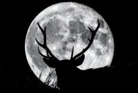 Fenomena langit purnama di bulan Juli atau Buck Moon. Foto: Getty images 
