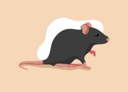 Waspada, Suspek Penyakit Leptospirosis Meningkat: Kenali Gejala dan Cara Mencegahnya