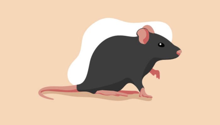 Waspada, Suspek Penyakit Leptospirosis Meningkat: Kenali Gejala dan Cara Mencegahnya