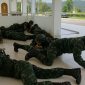 Pasukan militer  Thailand dengan merayap di lantai untuk mengantisipasi situasi perang  Thailand-Kamboja di perbatasan (Meta imaage: X)
