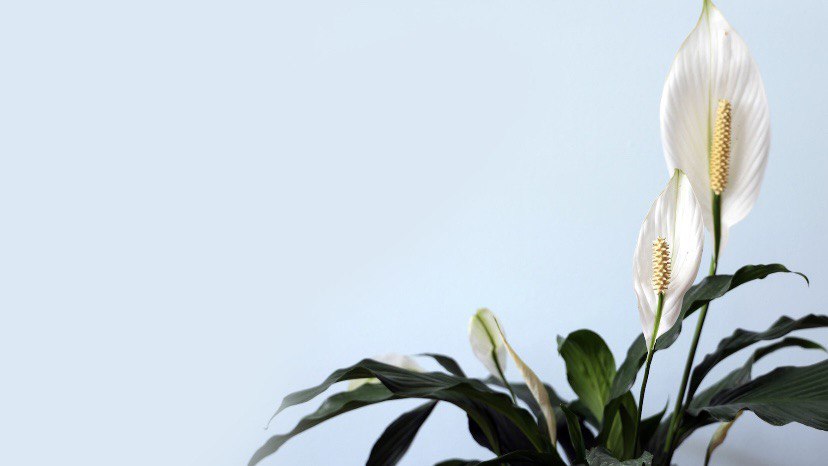 5 Tanaman Pembersih Udara Alami di Rumah dan Kantor: Murah, Estetik Tanaman Pembersih Udara