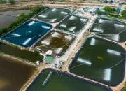 Petambak Lhokseumawe Kembangkan Polikultur dan Pakan Alternatif, Pertamina Dukung Perikanan Berkelanjutan