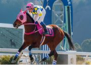 Kuda Legendaris Haru Urara Tutup Usia di Jepang, Fans Uma Musume Berduka