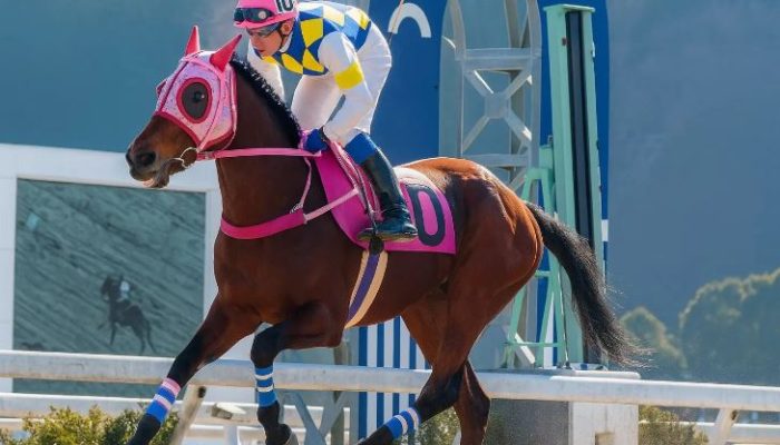 Kuda Legendaris Haru Urara Tutup Usia di Jepang, Fans Uma Musume Berduka